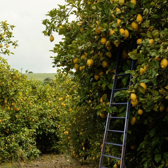 Escalera CÓNICA: La Herramienta Ideal para tu cosecha agrícola