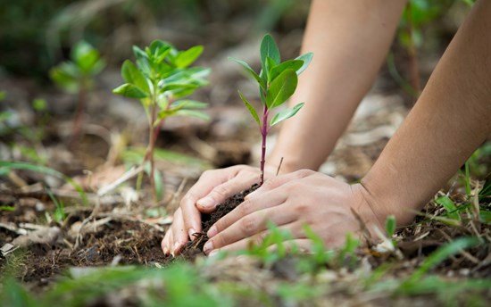 Svelt apuesta por el medio ambiente