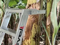 CANARIA -  Escalera de un tramo para la poda de árboles y arbustos