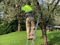 Poda -  Escalera de un tramo para la poda de árboles y arbustos