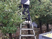 Agrilujo Maxi - Escalera agrícola de aluminio