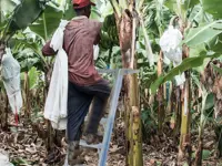 CANARIA -  Escalera de un tramo para la poda de árboles y arbustos