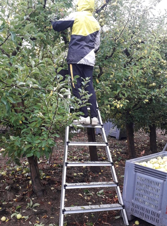 Agrilujo Maxi - Escalera agrícola de aluminio