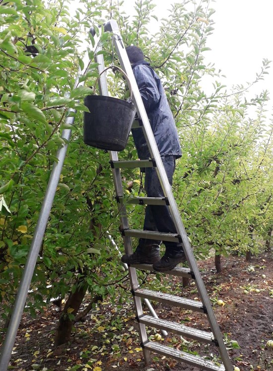 Agrilujo Maxi - Escalera agrícola de aluminio